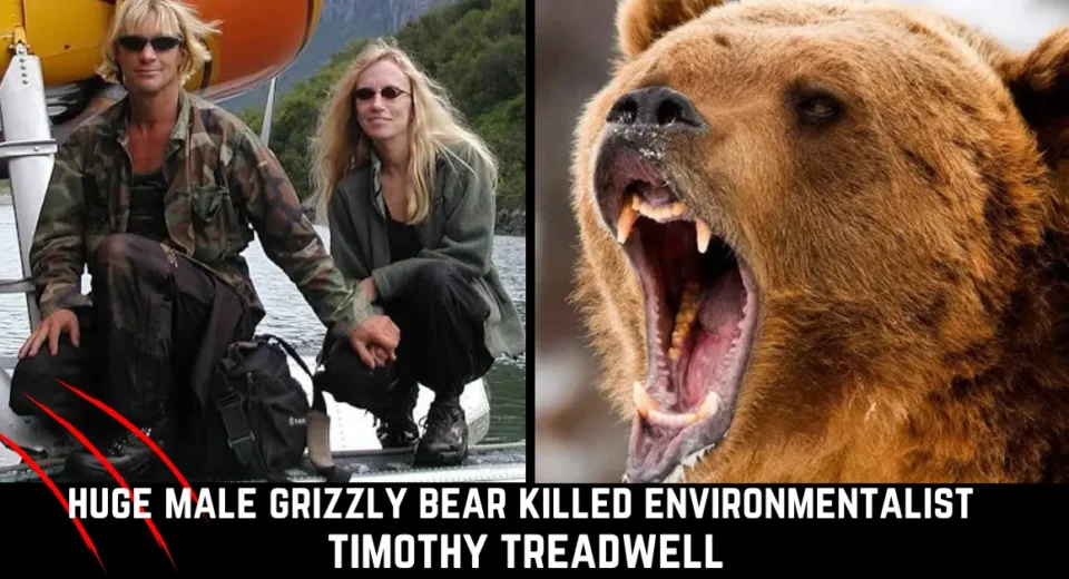 Timothy Treadwell Bear Attack