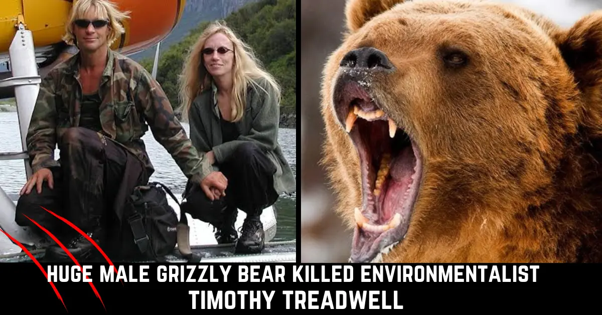 Timothy Treadwell Bear Attack